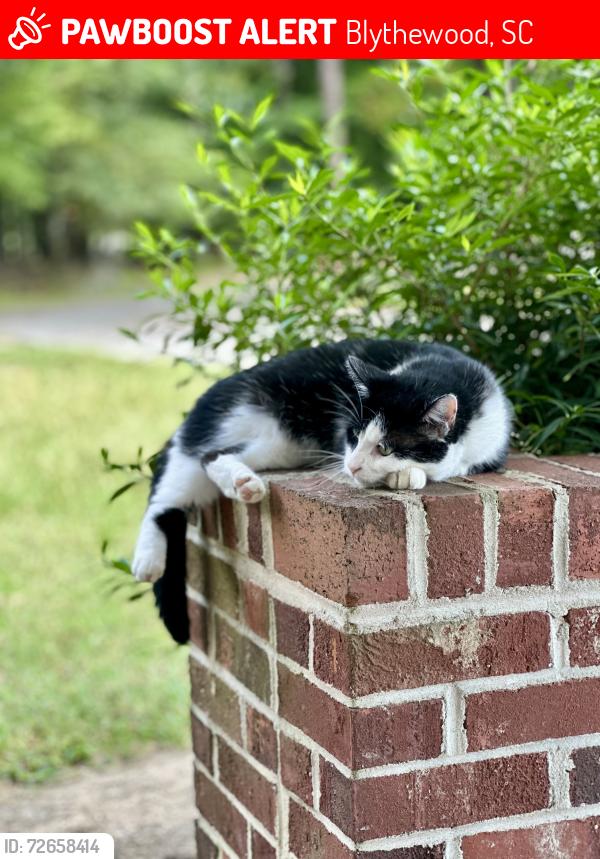 Lost Female Cat last seen Howell rd , Blythewood, SC 29016