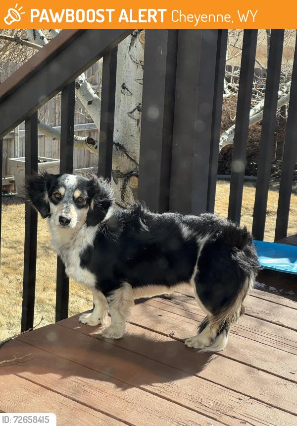 Found/Stray Female Dog last seen Westedt and Glencoe, north of Sapp Bros. Truck stop, Cheyenne, WY 82003