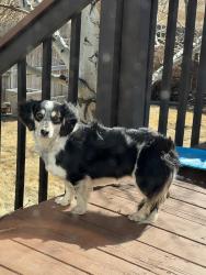Found/Stray Female Dog last seen Westedt and Glencoe, north of Sapp Bros. Truck stop, Cheyenne, WY 82003