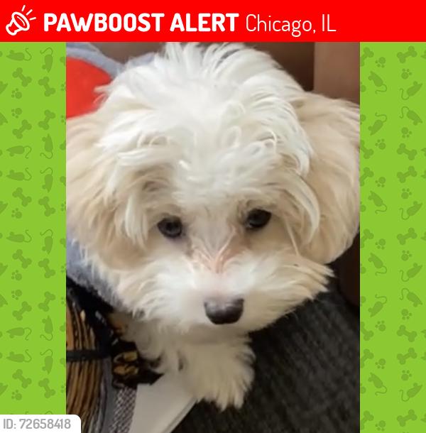 Lost Male Dog last seen Maryland, Chicago, IL 60620