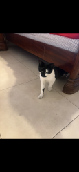 Found/Stray Female Cat last seen Charleston and buffalo, Las Vegas, NV 89145
