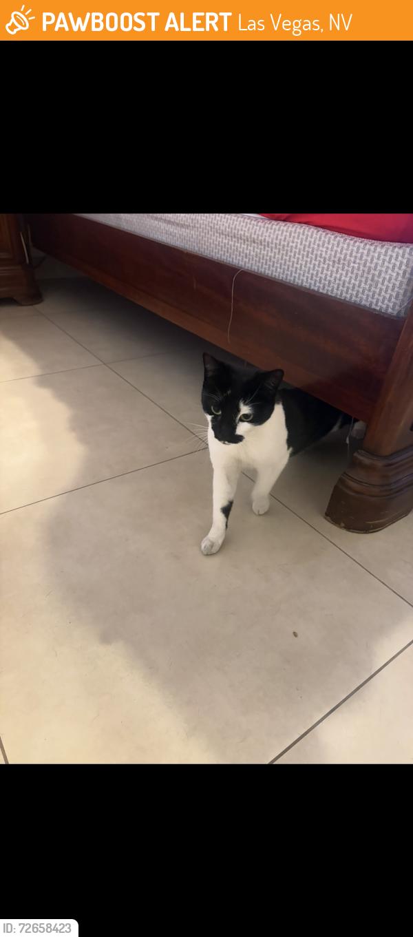 Found/Stray Female Cat last seen Charleston and buffalo, Las Vegas, NV 89145