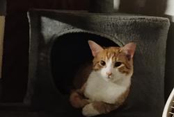 Lost Male Cat last seen Near Mitc ave , Riverside, CA 92505