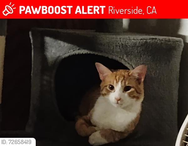 Lost Male Cat last seen Near Mitc ave , Riverside, CA 92505