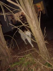 Found/Stray Male Dog last seen Tabor st high point nc , High Point, NC 27262