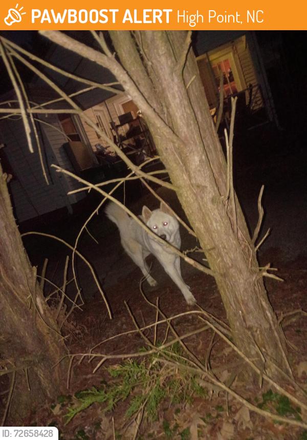Found/Stray Male Dog last seen Tabor st high point nc , High Point, NC 27262