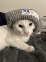 Lost Male Cat last seen Temple football training facility, Philadelphia, PA 19122