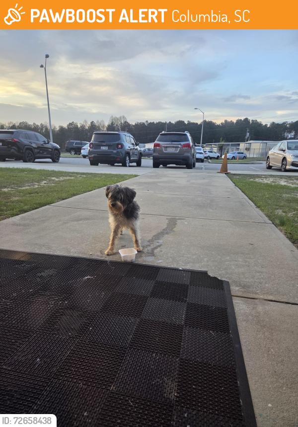 Found/Stray Unknown Dog last seen ian Elementary and dollar general , Columbia, SC 29229