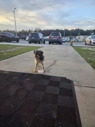 Found/Stray Unknown Dog last seen ian Elementary and dollar general , Columbia, SC 29229