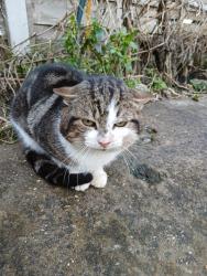 Found/Stray Male Cat last seen Jack cornwell st , Greater London, England E12 5QG