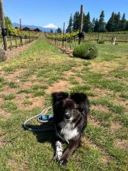 Lost Male Dog last seen SW 194TH AND SW JOHNSON, Aloha, OR 97007