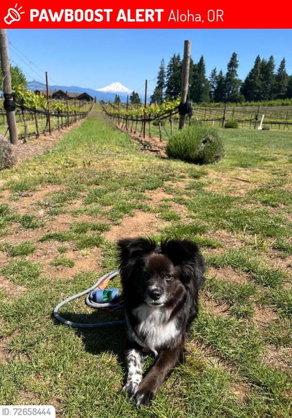 Lost Male Dog last seen SW 194TH AND SW JOHNSON, Aloha, OR 97007