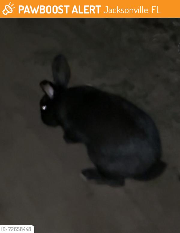 Found/Stray Unknown Rabbit last seen dinsmore park, Jacksonville, FL 32219