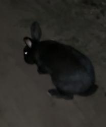 Found/Stray Unknown Rabbit last seen dinsmore park, Jacksonville, FL 32219