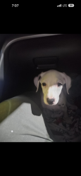 Lost Female Dog last seen Clay avenue st Andrew’s area , Panama City, FL 32405