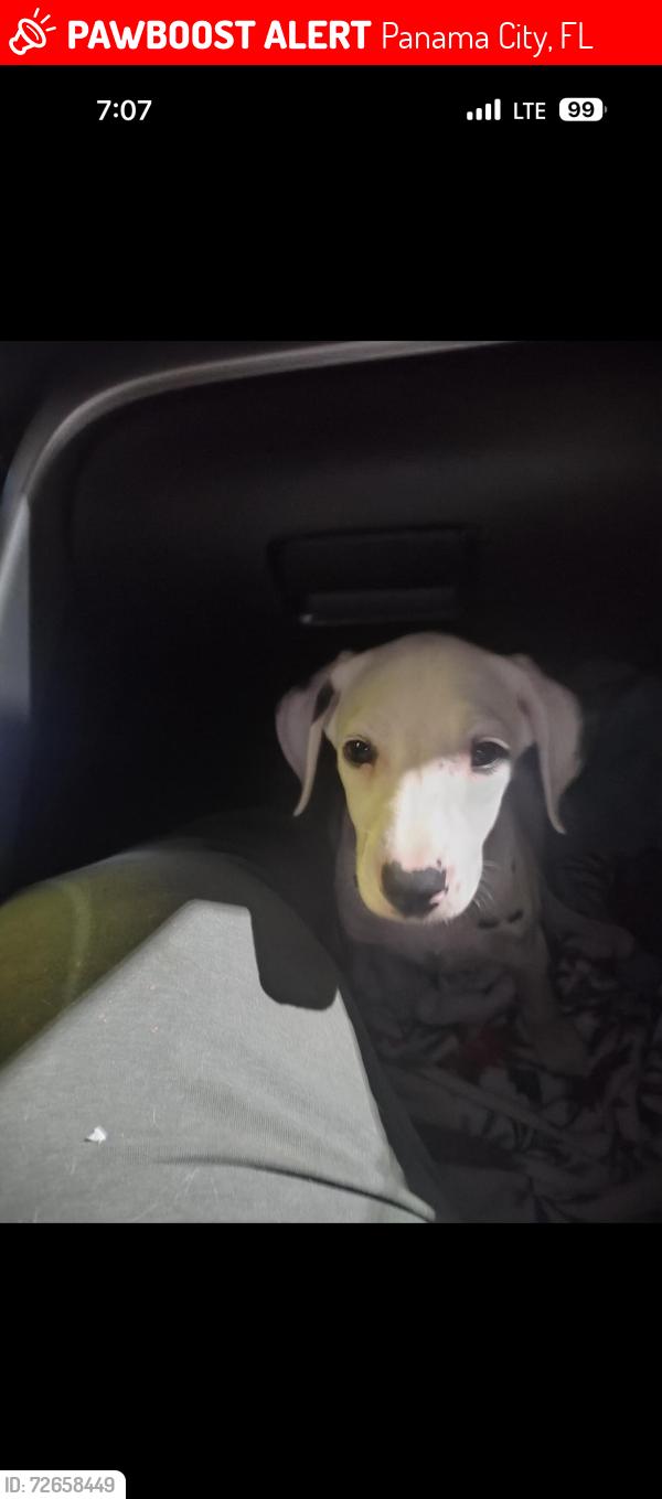 Lost Female Dog last seen Clay avenue st Andrew’s area , Panama City, FL 32405