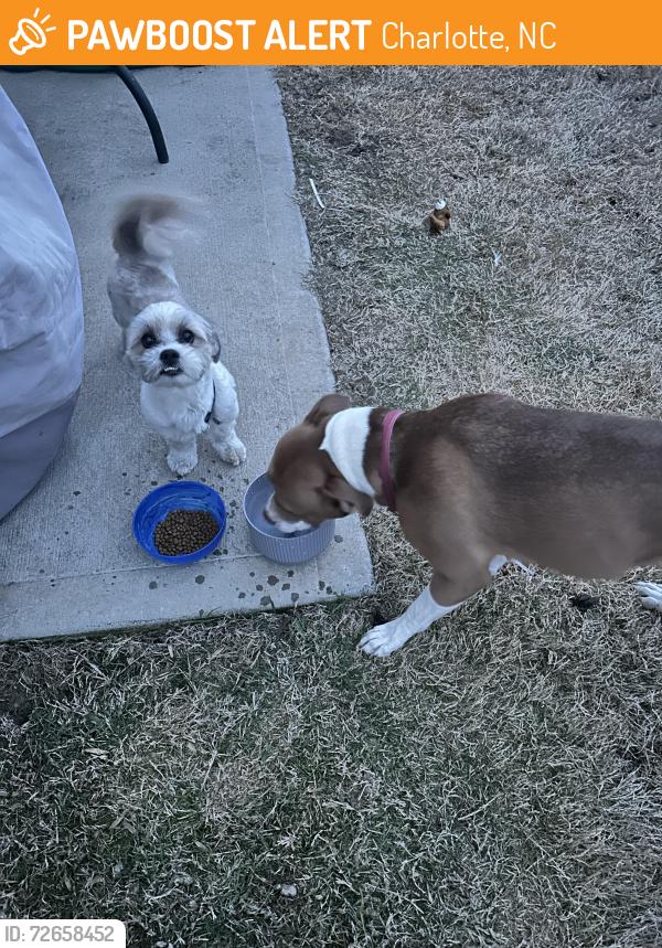 Found/Stray Unknown Dog last seen Old Concord rd, Charlotte, NC 28213