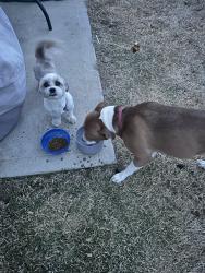 Found/Stray Unknown Dog last seen Old Concord rd, Charlotte, NC 28213