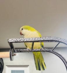 Lost Female Bird last seen Near , Coral Springs, FL 33065