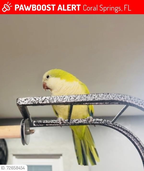 Lost Female Bird last seen Near , Coral Springs, FL 33065