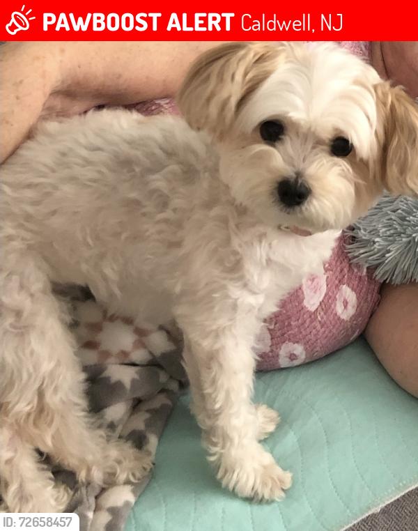 Lost Female Dog last seen Mountain Ave & Roseland Ave, Caldwell, NJ 07021