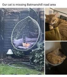 Lost Male Cat last seen Dy4 9lb, West Midlands, England DY4 9LB