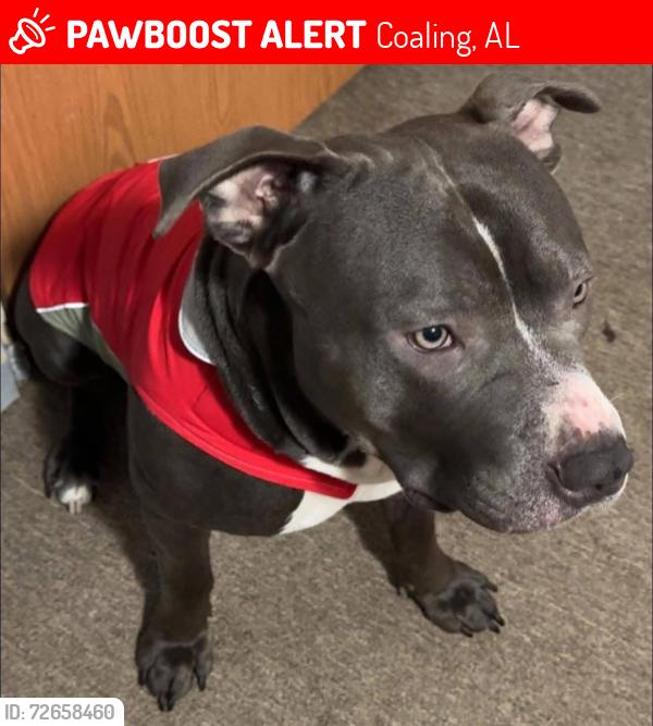 Lost Male Dog last seen Coaling al , Coaling, AL 35453