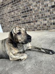 Found/Stray Male Dog last seen Gonzalez Methodist Church, Cantonment, FL 32533
