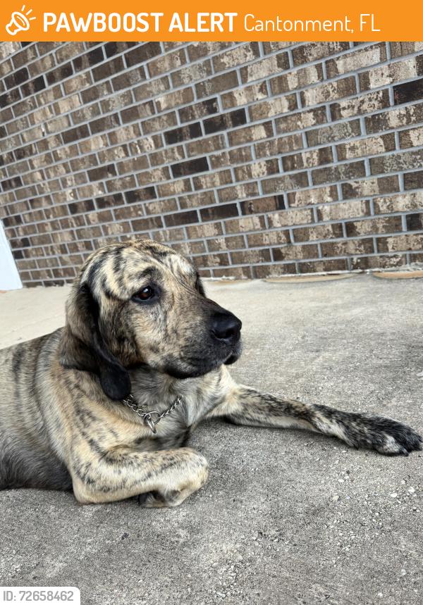 Found/Stray Male Dog last seen Gonzalez Methodist Church, Cantonment, FL 32533