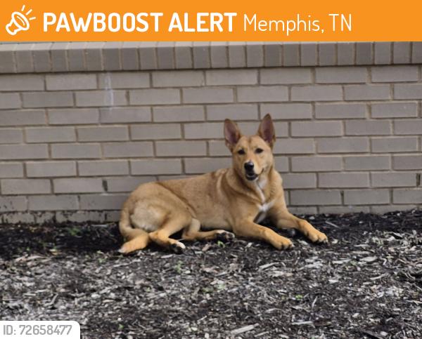 Found/Stray Female Dog last seen Macon and wells station, Memphis, TN 38122