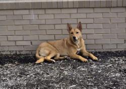 Found/Stray Female Dog last seen Macon and wells station, Memphis, TN 38122