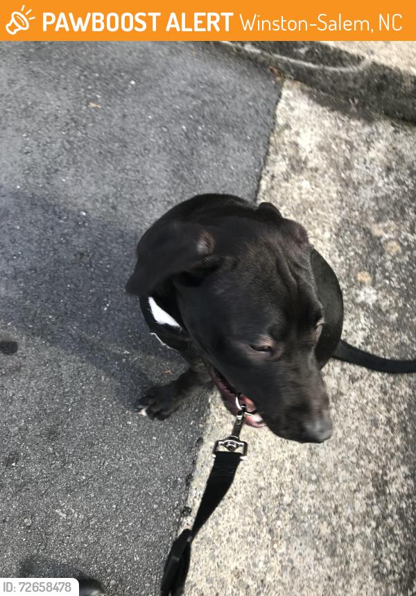 Found/Stray Male Dog last seen Bethabara rd, Winston-Salem, NC 27106
