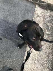 Found/Stray Male Dog last seen Bethabara rd, Winston-Salem, NC 27106