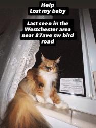 Lost Female Cat last seen Near bird road and 87 avenue last seen, Miami, FL 33133