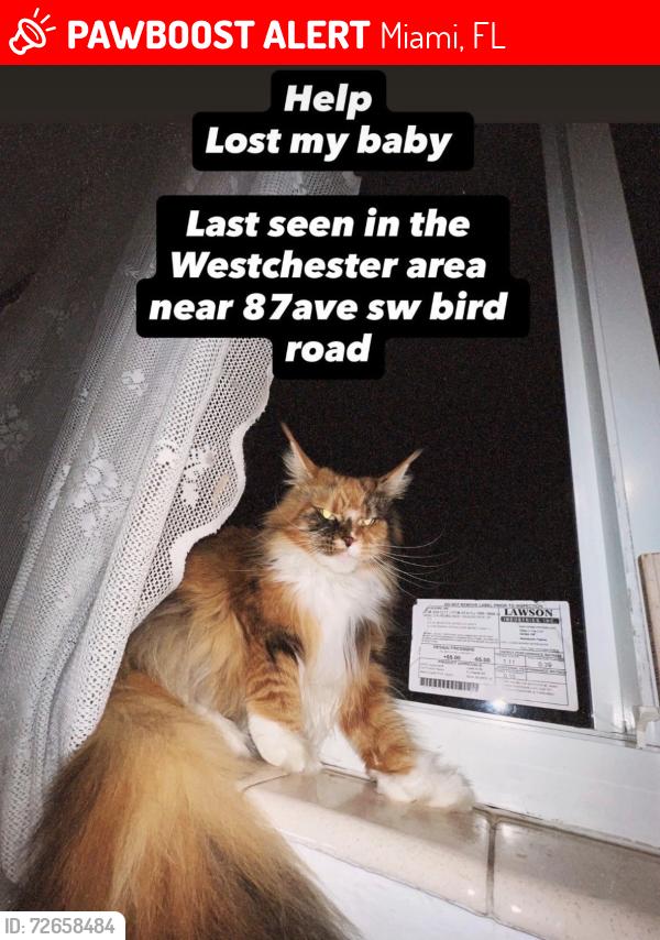 Lost Female Cat last seen Near bird road and 87 avenue last seen, Miami, FL 33133