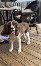 Lost Female Dog last seen Walker Ave and Elam, Greensboro, NC 27403
