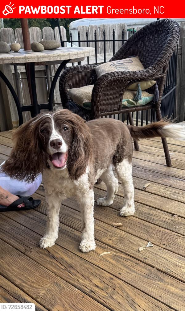 Lost Female Dog last seen Walker Ave and Elam, Greensboro, NC 27403