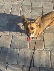 Found/Stray Female Dog last seen 5th Ave East , Treasure Island, FL 33706