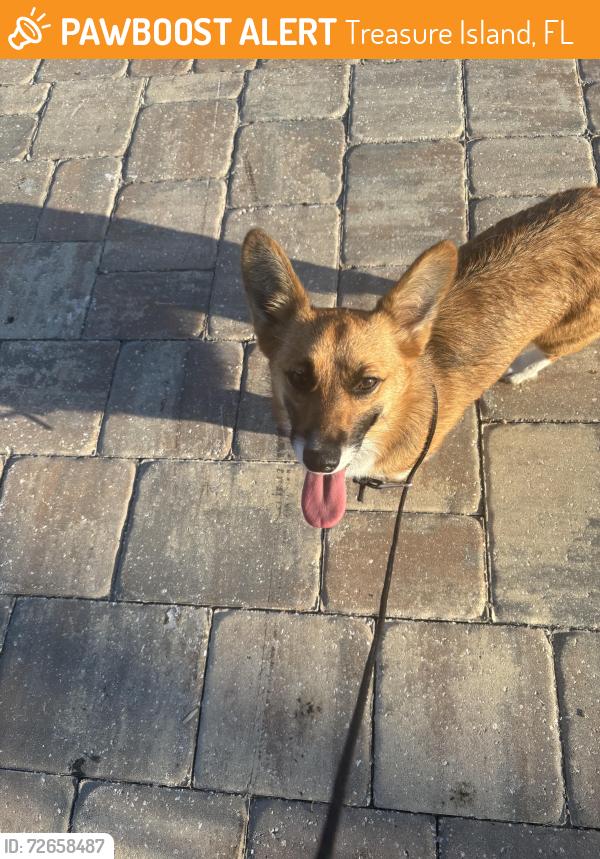 Found/Stray Female Dog last seen 5th Ave East , Treasure Island, FL 33706