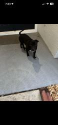 Found/Stray Male Dog last seen Crystal Springs Ct, Orlando, FL 32825