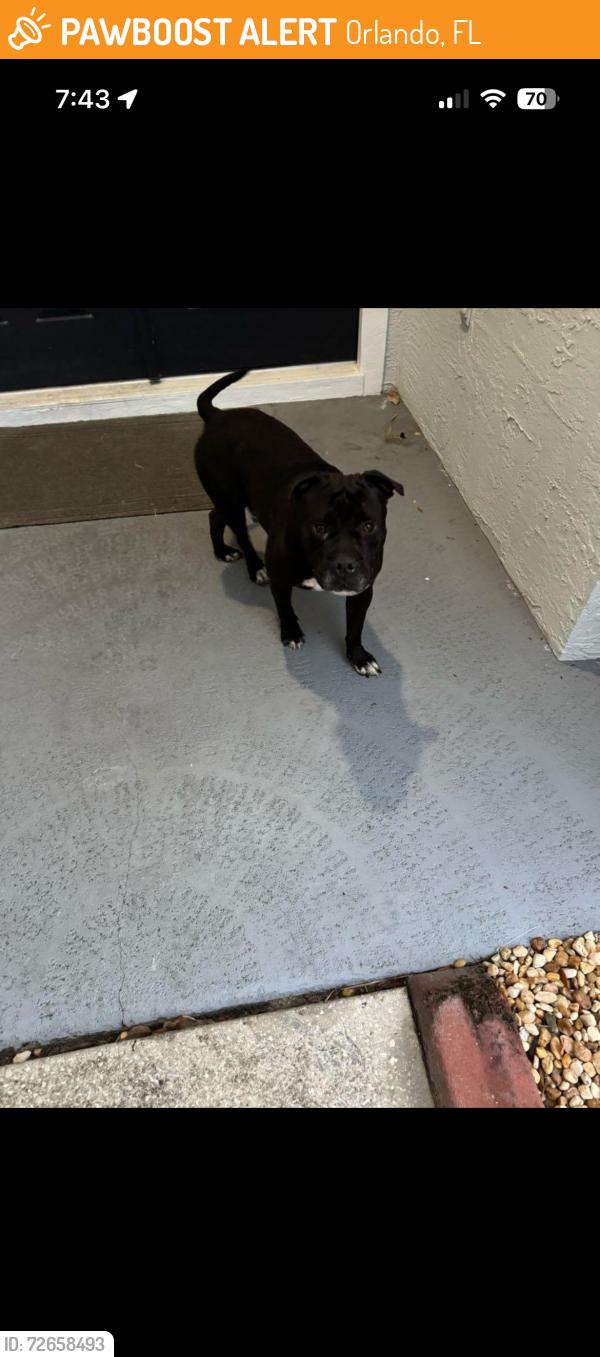 Found/Stray Male Dog last seen Crystal Springs Ct, Orlando, FL 32825