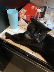Lost Male Cat last seen park ave / vista terrace , Titusville, FL 32780
