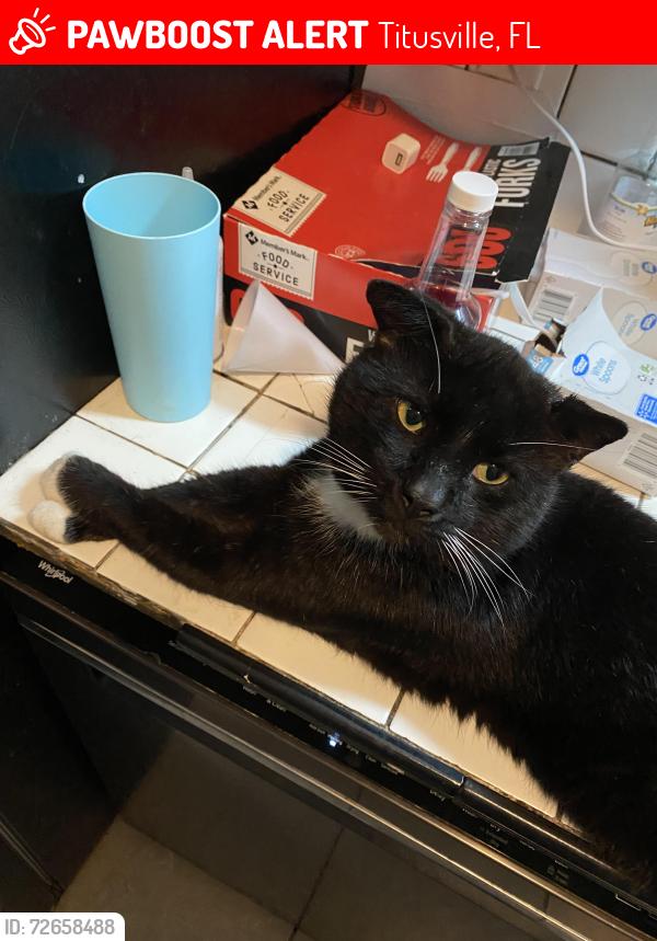 Lost Male Cat last seen park ave / vista terrace , Titusville, FL 32780
