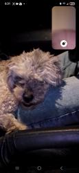 Found/Stray Unknown Dog last seen 91st and huron , Thornton, CO 80221