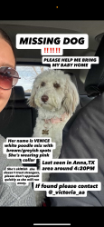 Lost Female Dog last seen Camden Parc, Anna, TX 75409