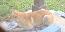 Found/Stray Male Dog last seen Potranco and Seascape , San Antonio, TX 78251