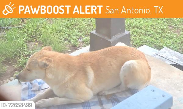 Found/Stray Male Dog last seen Potranco and Seascape , San Antonio, TX 78251