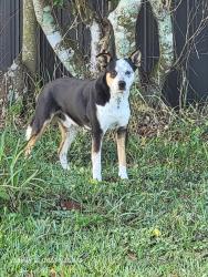 Found/Stray Male Dog last seen Near sw 272 street hmstd , Miami-Dade County, FL 33032