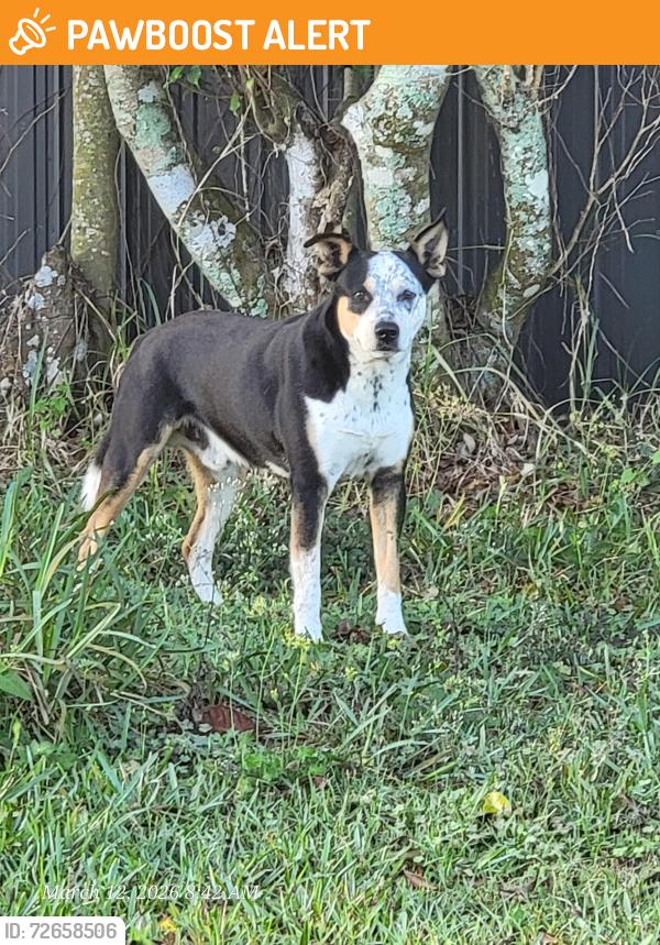 Found/Stray Male Dog last seen Near sw 272 street hmstd , Miami-Dade County, FL 33032