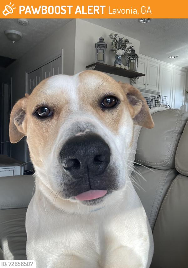 Found/Stray Male Dog last seen Found in the neighborhood of Brittany Harbor East, Lavonia, GA 30553